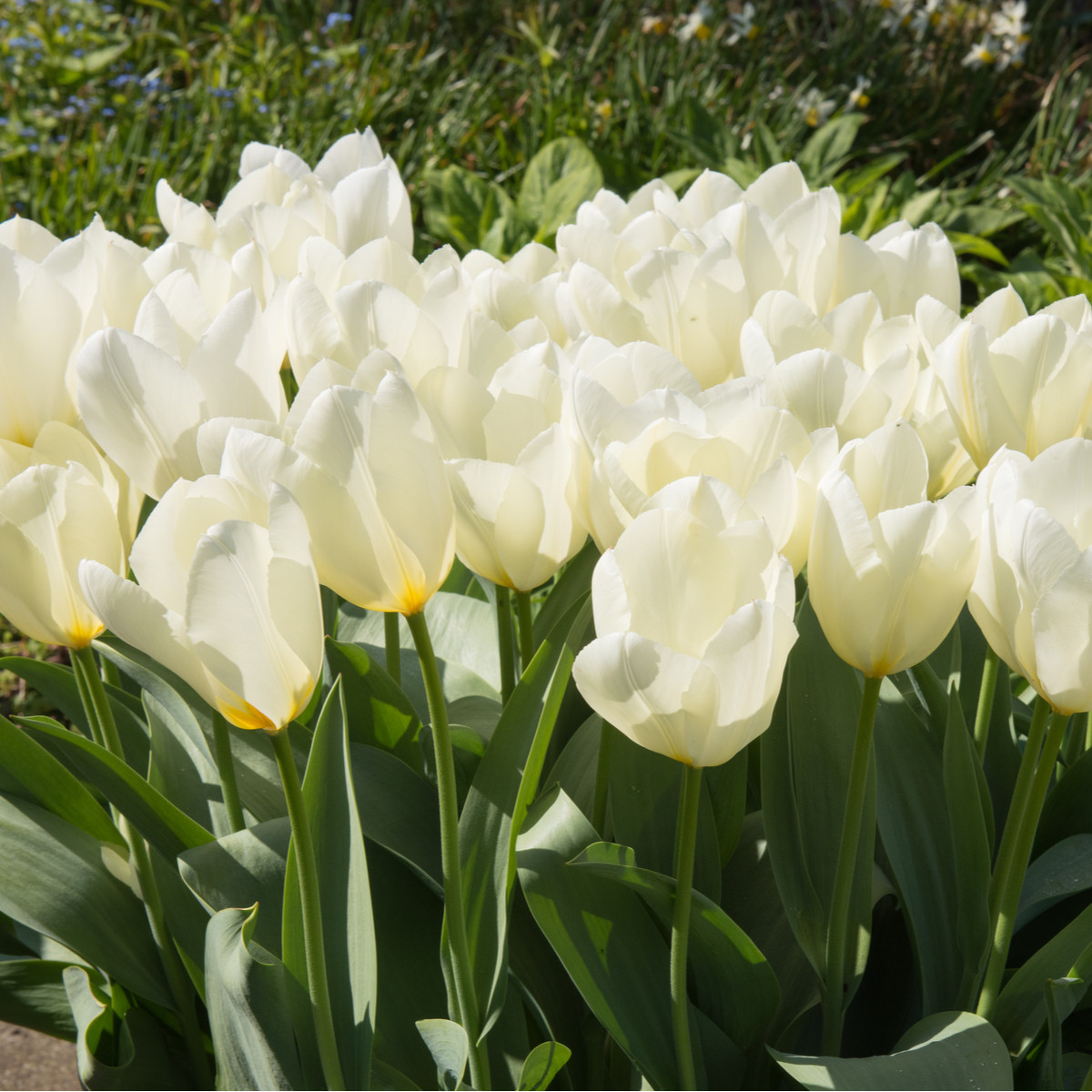 Tulipán White Purissima - Tulipa - cibuloviny - 3 ks
