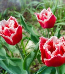 Tulipán Canasta - Tulipa - cibuloviny - 3 ks