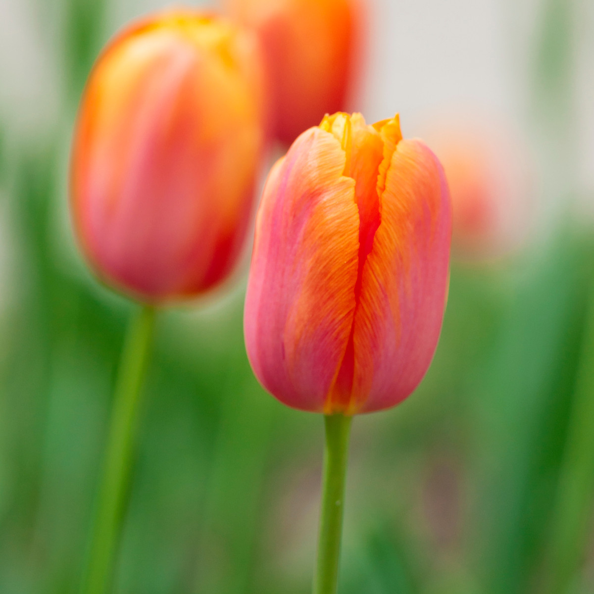 Tulipán Dordogne - Tulipa - cibuloviny - 3 ks