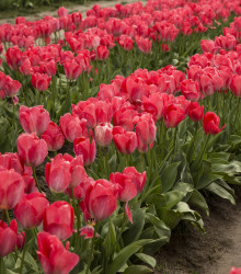 Tulipán Judith Leyster - Tulipa - cibuloviny - 3 ks