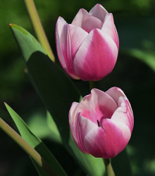 Tulipán Ollioules - Tulipa - cibuloviny - 3 ks