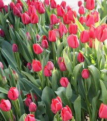 Tulipán Ile De France - Tulipa - cibuloviny - 3 ks