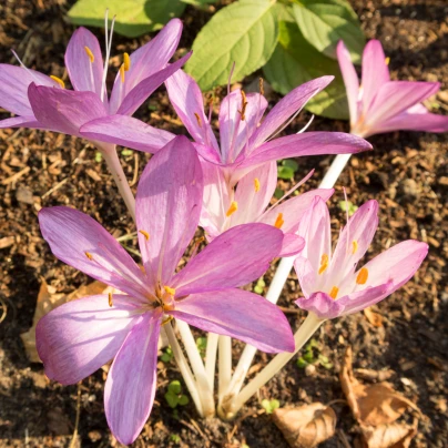 Ocún podzimní - Colchicum cilicicum - cibuloviny - 1 ks