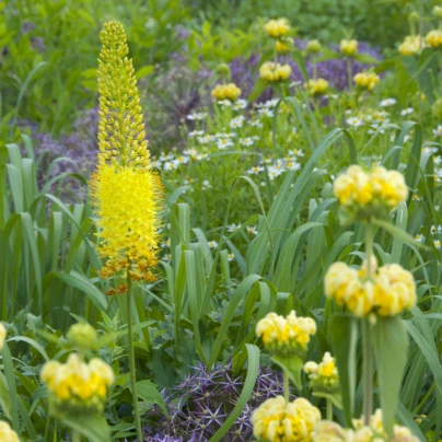 Liliochvostec úzkolistý Bungei - Eremurus bungei - cibuloviny - 1 ks