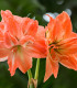 Hvězdník Rilona - Hippeastrum - cibuloviny - 1 ks