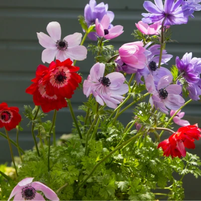 Směs sasanky plnokvěté - Anemone - cibuloviny - 9 ks