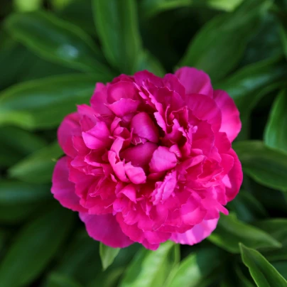 Pivoňka Big Ben - Paeonia Lactiflora - cibuloviny - 1 ks