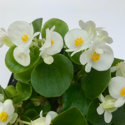 Begonie drobnokvětá bílá - Begonia multiflora maxima - cibuloviny - 2 ks