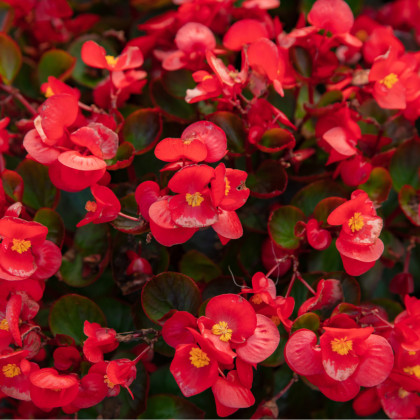 Begonie drobnokvětá červená - Begonia multiflora maxima - cibuloviny - 2 ks