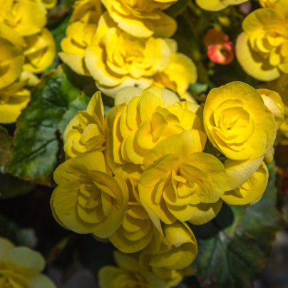 Begonie drobnokvětá žlutá - Begonia multiflora maxima - cibuloviny - 2 ks