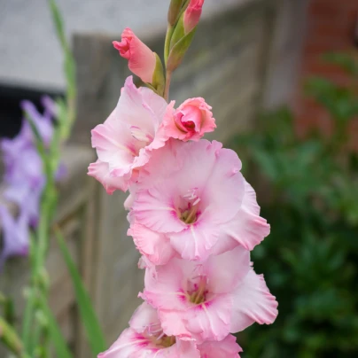 Mečík růžový Wine and Roses - Gladiolus - cibuloviny - 3 ks