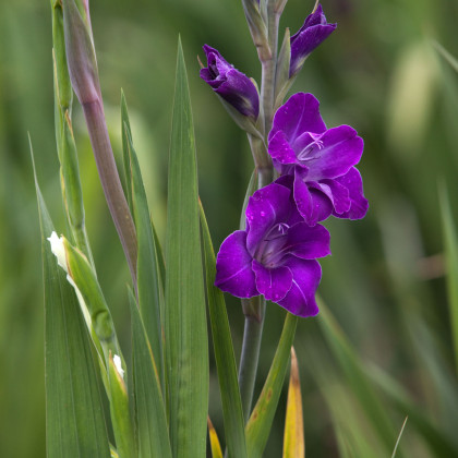 Mečík Purple Flora - Gladiolus - cibuloviny - 3 ks