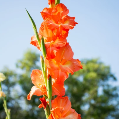 Mečík Peter Pears - Gladiolus - cibuloviny - 3 ks