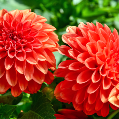 Jiřinka pomponkovitá New Baby - Dahlia - cibuloviny - 1 ks