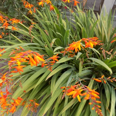 Montbrécie Meteor - Crocosmia - cibuloviny - 4 ks