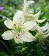 Lilie White tiger - Lilium - cibuloviny - 1 ks