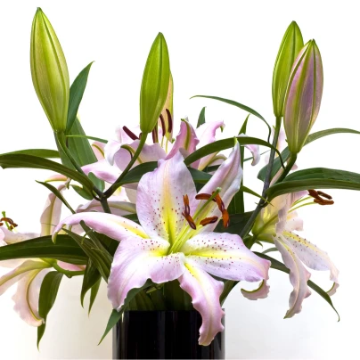 Lilie Mona Lisa - Lilium - cibuloviny - 1 ks