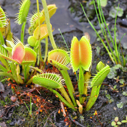 Mucholapka Charlie Mandon - Dionaea muscipla - semena - 7 ks