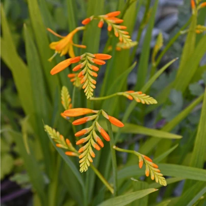 Montbrécie George - Crocosmia - cibuloviny - 4 ks