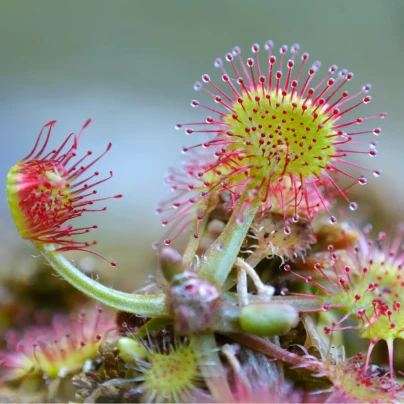 Rosnatka okrouhlolistá - Drosera rotundifolia - semena - 10 ks