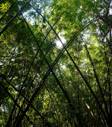 Bambus obrovský - Bambusa Arundinacea - semena - 2 ks
