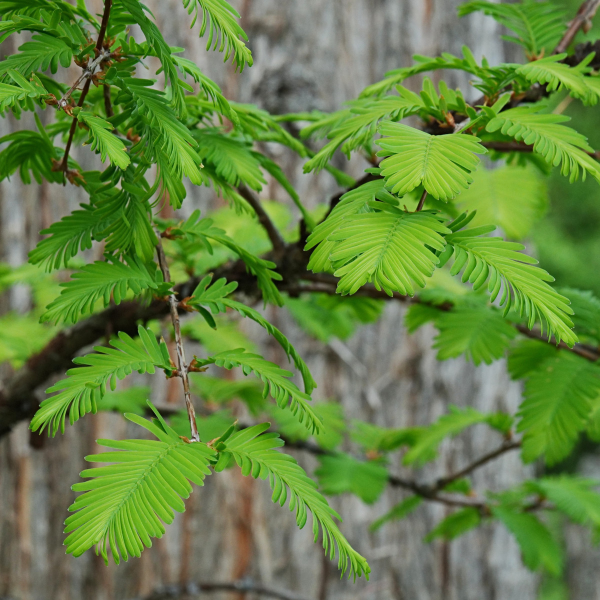 Metasekvoj čínská - Metasequoia glyptostroboides - semena - 10 ks