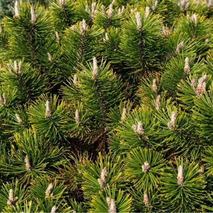 Borovice pokroucená - Pinus contorta - semena - 7 ks