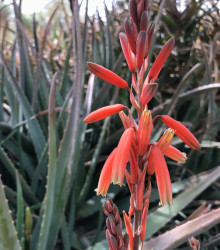 Juka červená - Hesperaloe parviflora - semena - 3 ks