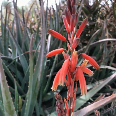 Juka červená - Hesperaloe parviflora - semena - 3 ks