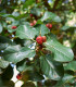 Fíkovník indický - Ficus benghalensis - semena - 5 ks