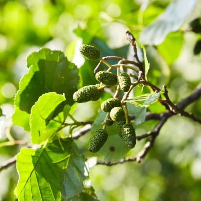 Olše šedá - Alnus incana - semena - 8 ks