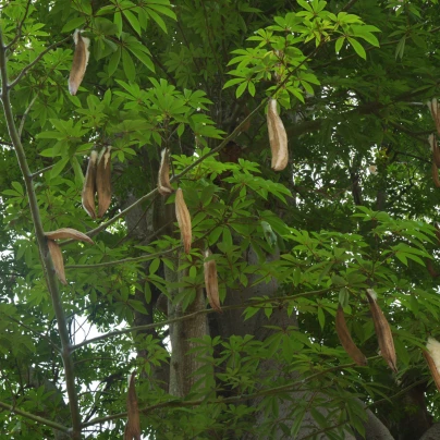 Vlnovec pětimužný - Ceiba pentandra - semena - 10 ks