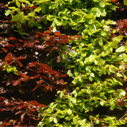 Buk lesní Atropurpurea - Fagus sylvatica atropurpurea - semena - 7 ks