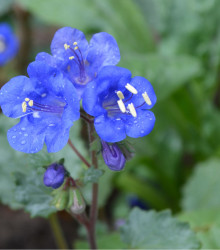 Svazenka modrá - Phacelia campanularia - semena - 800 ks