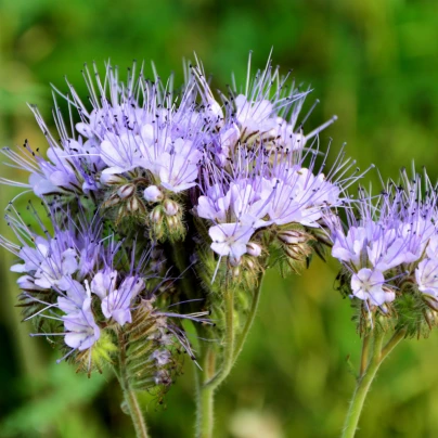 Svazenka vratičolistá - Phacelia tanacetifolia - semena - 50 ks