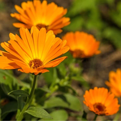 Měsíček lékařský - Calendula officinalis - semena - 65 ks