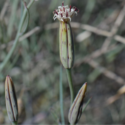 Koriandr bolívijský - Porophyllum ruderale - semena - 5 ks