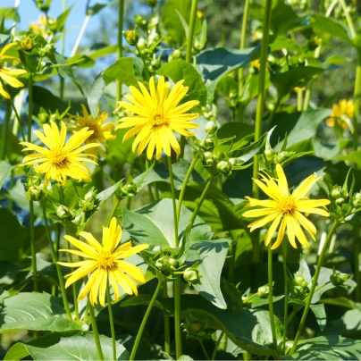 Mužák prorostlý - Silphium perfoliatum - semena - 8 ks