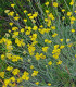 Smil Italský - Helichrysum Italicum - semena - 0,05 g