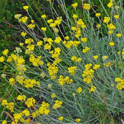 Smil Italský - Helichrysum Italicum - semena - 0,05 g