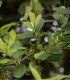 Cesmína paraguayská - Ilex paraguariensis - semena - 6 ks