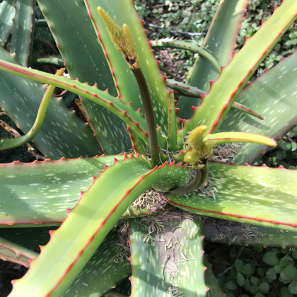 Aloe branddraaiensis - Aloe - semena - 6 ks