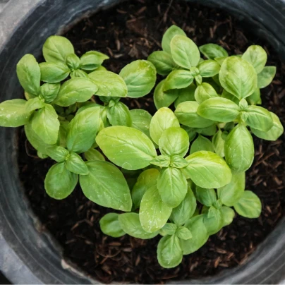 Bazalka malolistá Pluto - Ocimum basilicum - semena - 0,2 g