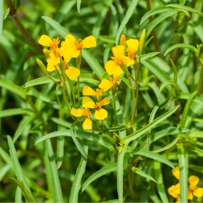 Aksamitník mexický - Tagetes lucida - semena - 0,2 g