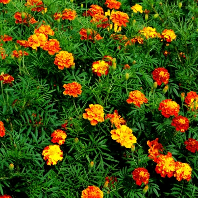 Aksamitník vysoký směs - Tagetes erecta - semena - 0,3 g