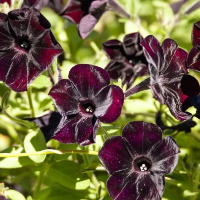 Petúnie Sophistica Blackberry F1 - Petunia Nana Compacta - semena - 15 ks