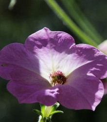 Petúnie velkokvětá nízká - Petunia Hybrida Nana - semena - 0,1 g
