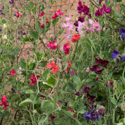 Hrachor vonný Spencer směs - Lathyrus odoratus - semena - 16 ks