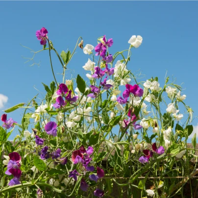 Hrachor vonný Cuthbertson směs - Lathyrus odoratus - semena - 16 ks