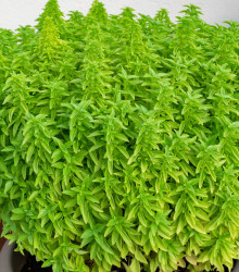 Bazalka Fino verde - Ocymum basilicum - semena - 50 ks